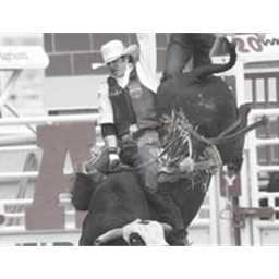 Bull Riding